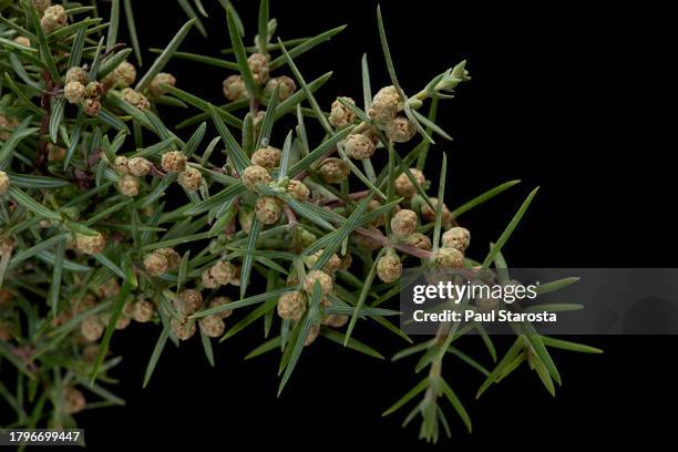 juniperus oxycedrus (prickly juniper, red juniper, prickly cedar, sharp cedar) - flowers - juniperus oxycedrus stock pictures, royalty-free photos & images
