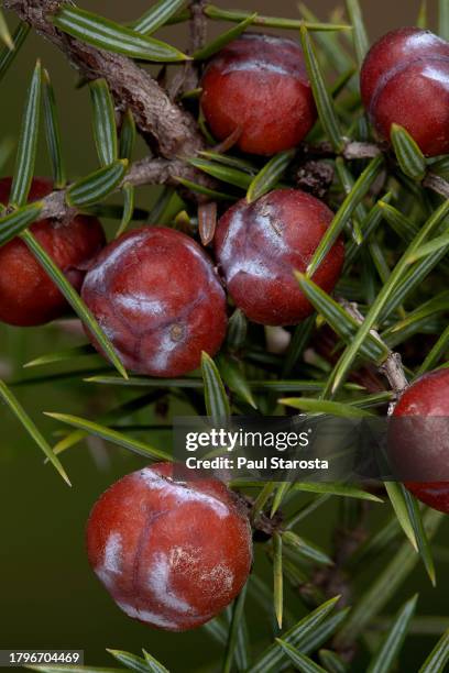 juniperus oxycedrus (prickly juniper, red juniper, prickly cedar, sharp cedar) - fruits (cones) - juniperus oxycedrus stock pictures, royalty-free photos & images