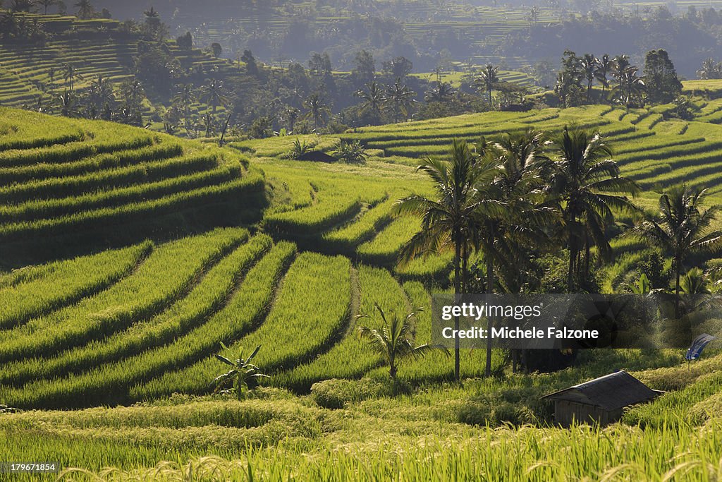 Indonesia, Bali, Rice Fields and Volcanoes