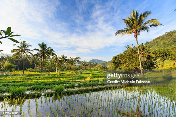 indonesia, bali, rice fields and volcanoes - agung stock pictures, royalty-free photos & images