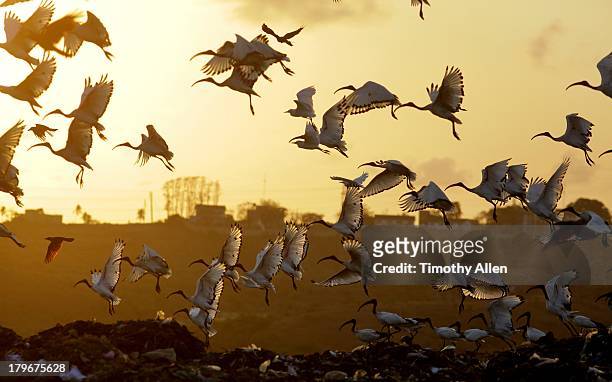 sacred ibis (threskiornis aethiopicus) in flight - mombasa stock-fotos und bilder