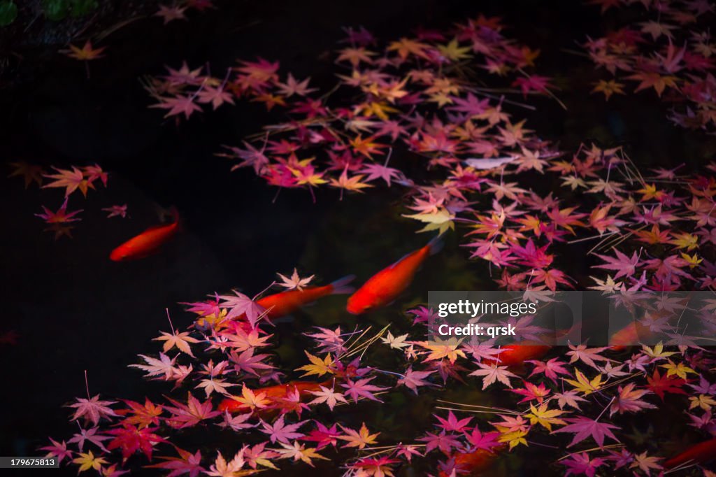 Goldfish and Maple Leaves