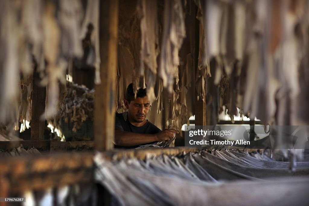 Fez tanner hangs leather sheets to dry in sun