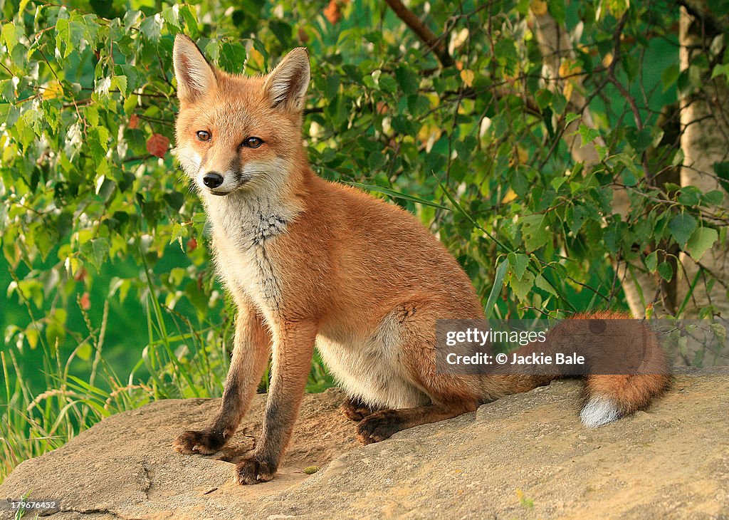 Red fox cub (Vulpes vulpes)