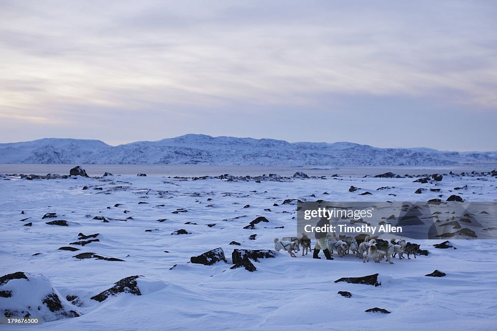 Inuit hunter with Husky dogs in snow