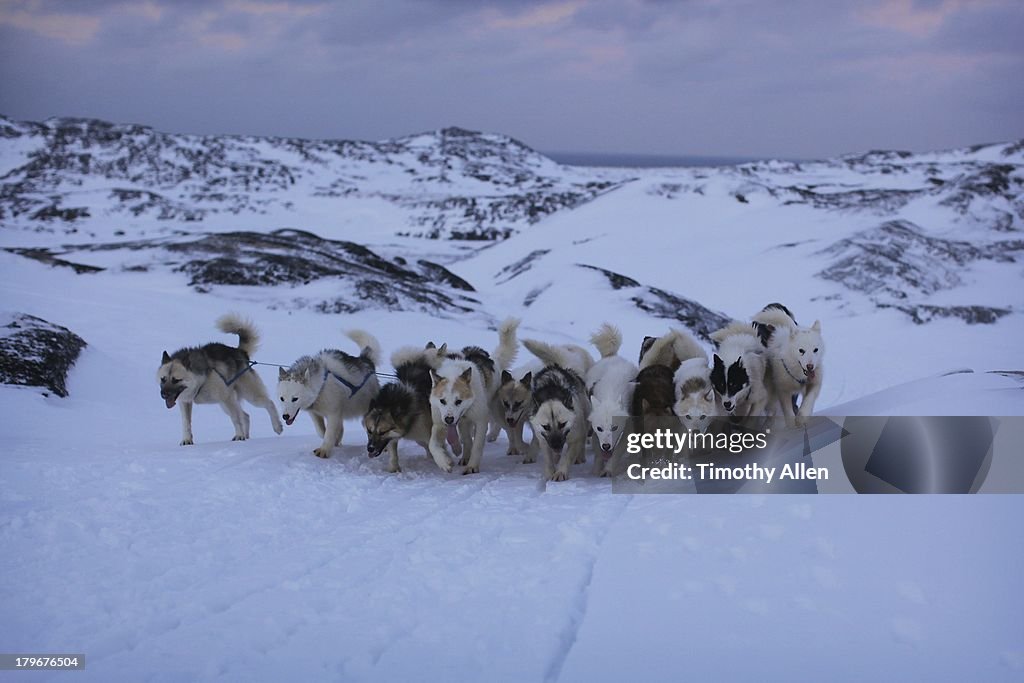 Greenland huskies pull dog sled in Ilulissat