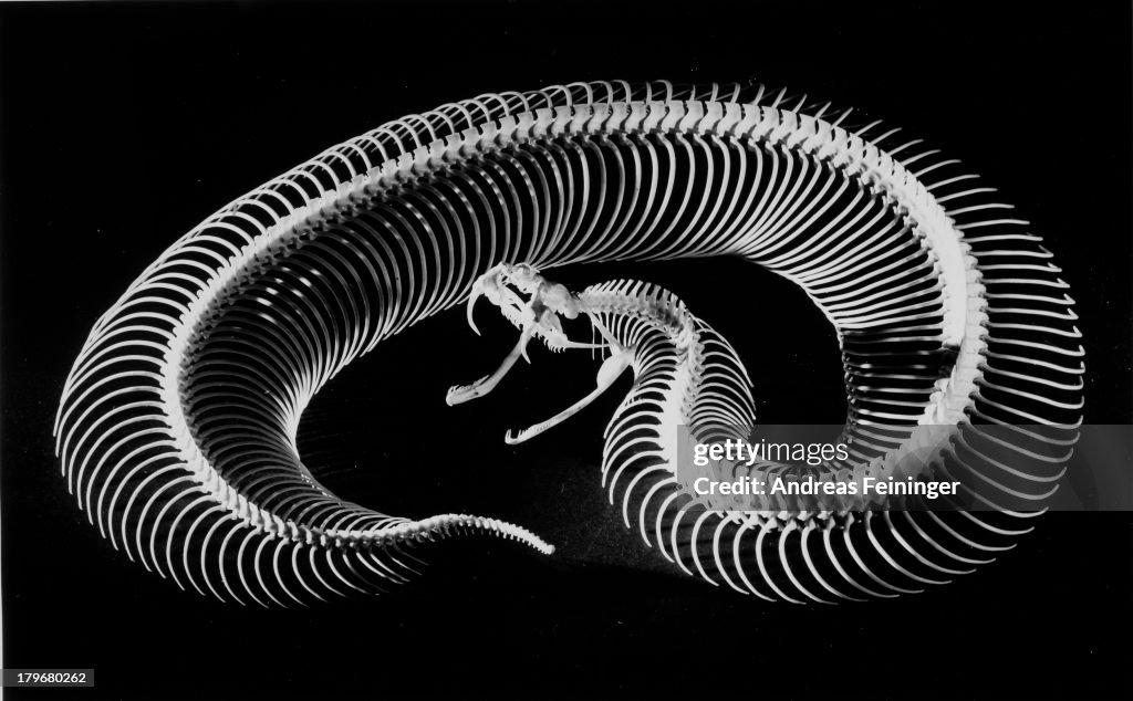 Skeleton Of A Gaboon Viper