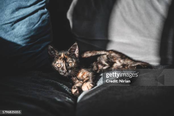 cute tortoiseshell kitten warms itself in the sun on the sofa - tortoise shell stock pictures, royalty-free photos & images
