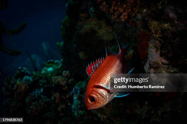 blackbar soldierfishes. - soldierfish stock pictures, royalty-free photos & images