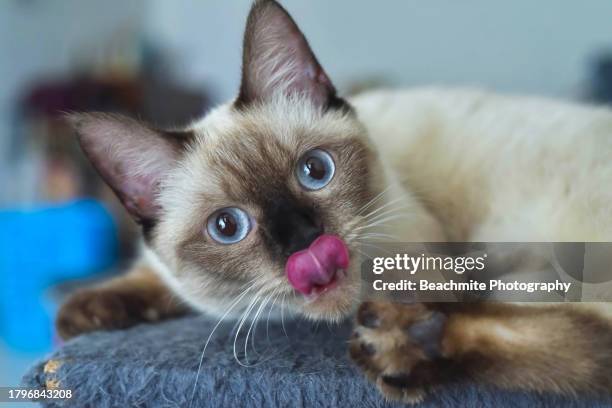 close up of a cute siamese cat with tongue sticking out - siamkatze stock-fotos und bilder