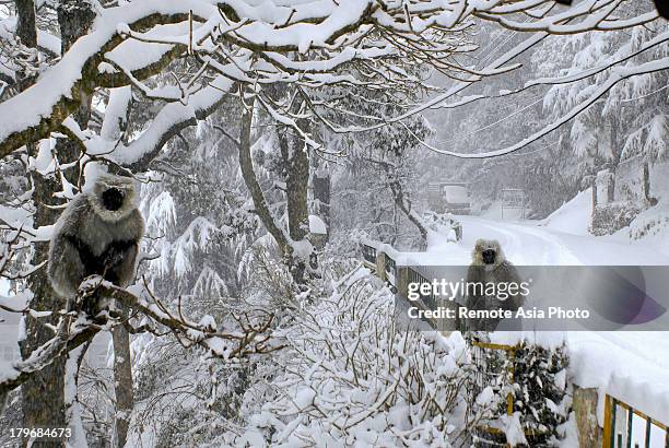 monkeys in a winter snow storm - himachal pradesh fotografías e imágenes de stock