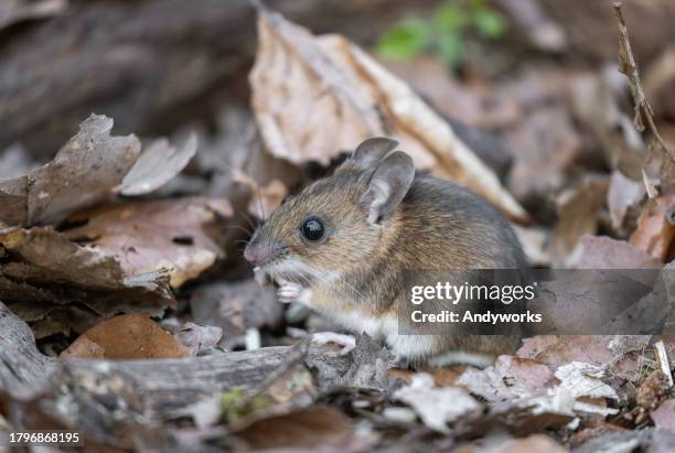 cute yellow-necked mouse (apodemus flavicollis) - rna virus stockfoto's en -beelden