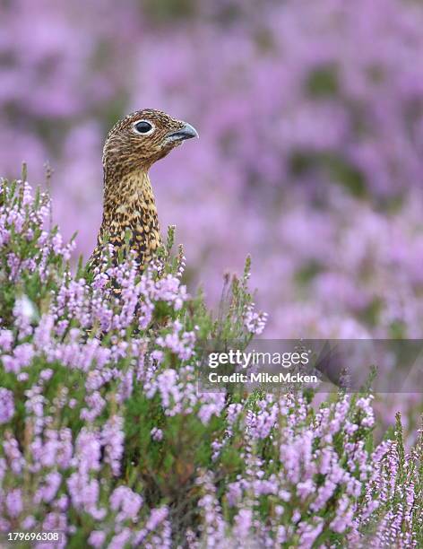 red grouse - gamebird stock pictures, royalty-free photos & images
