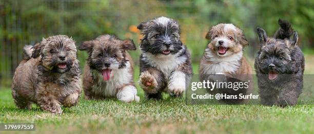 5 running havanese puppys in a row! - five animals stock pictures, royalty-free photos & images