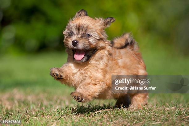 a happy running havanese puppy - bichon stock-fotos und bilder