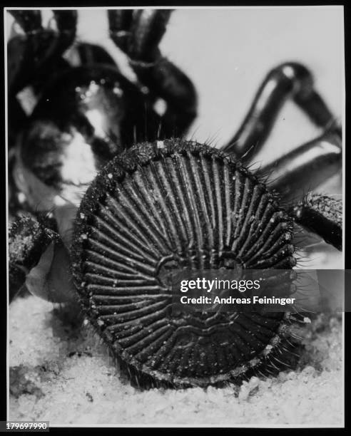 Rear view of trapdoor spider, strongly magnified, 1951.