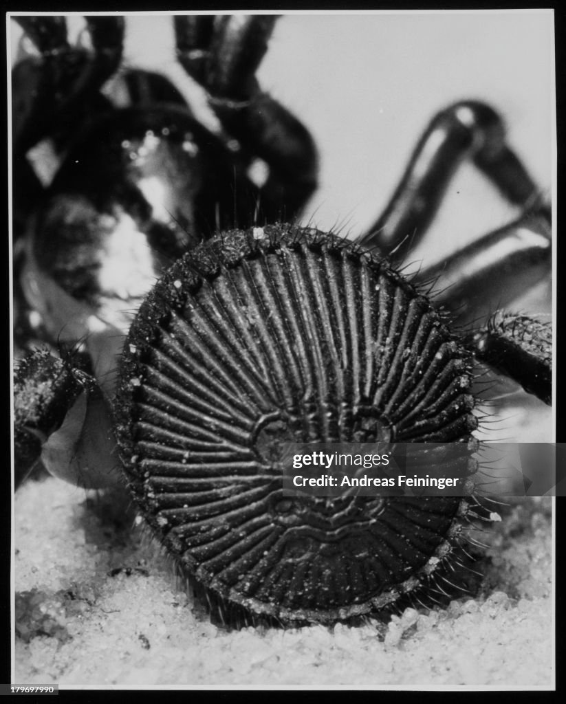 Rear View Of Trapdoor Spider