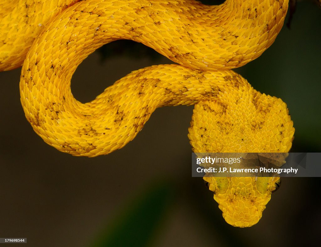 Eyelash pit viper