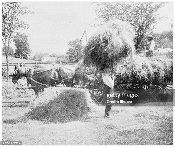 antique image of hampden county, massachusetts: springfield, haymaking in the mill river meadow - bale stock illustrations
