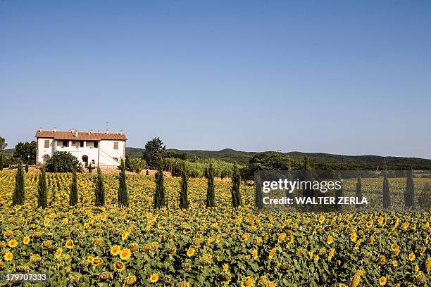 field of sunflowers in front of farmhouse, tuscany, italy - tuscany villa stockfoto's en -beelden
