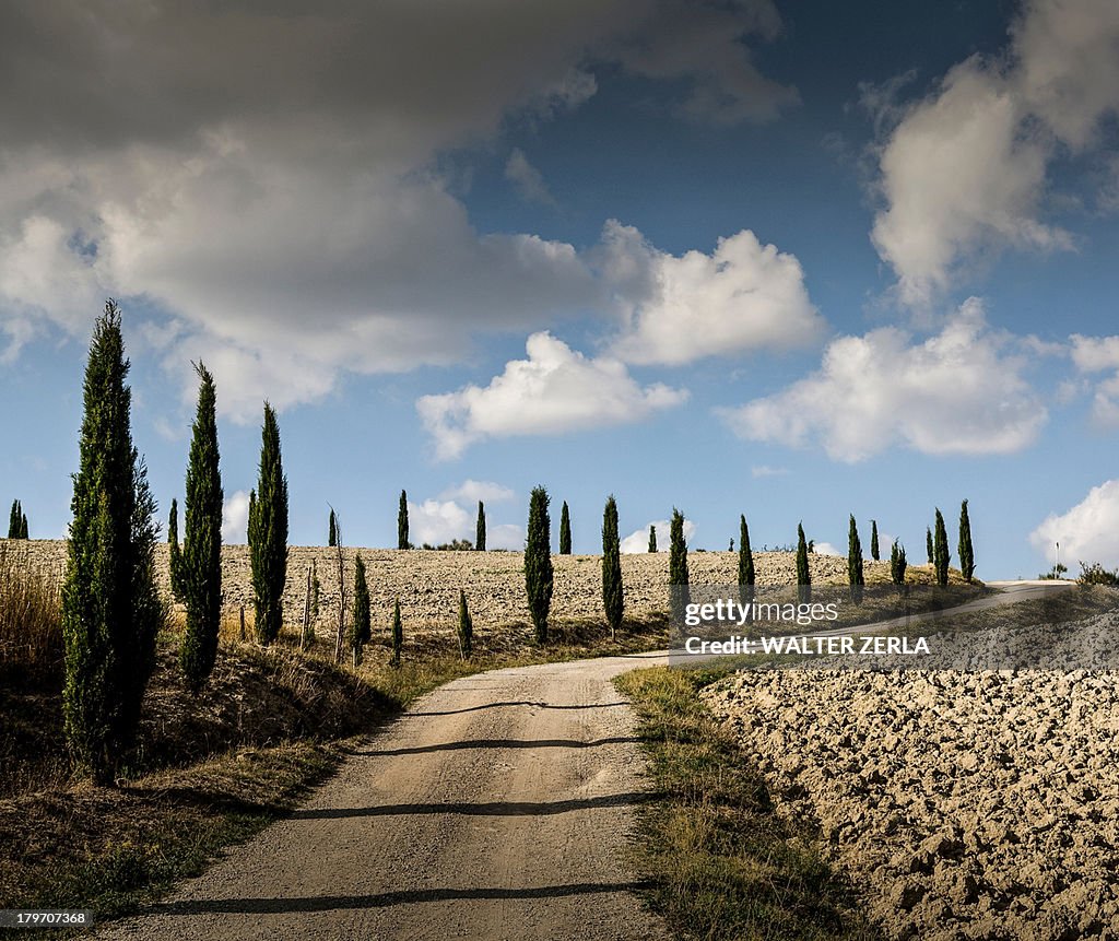 Dirt track and cypress trees, Tuscany, Italy