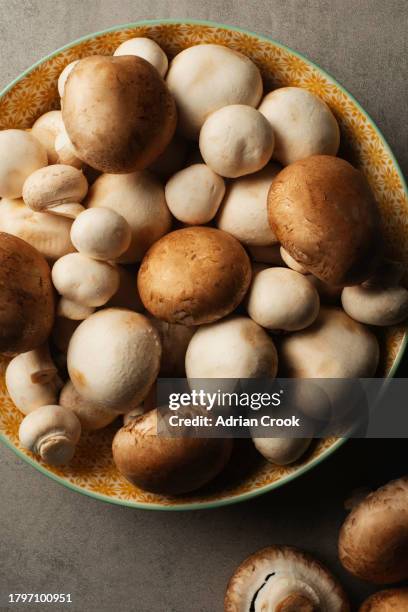 mushrooms assorted - white mushroom stock pictures, royalty-free photos & images