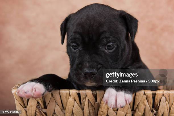 black and white american staffordshire terrier dog or am staff puppy on brown background - stafford terrier stock pictures, royalty-free photos & images
