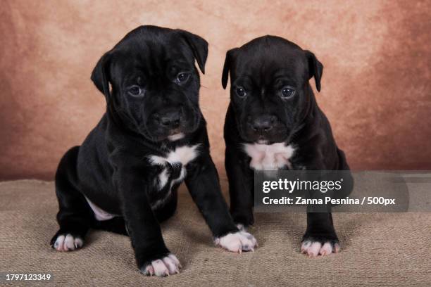 two cute puppies sitting on sofa - stafford terrier stock pictures, royalty-free photos & images