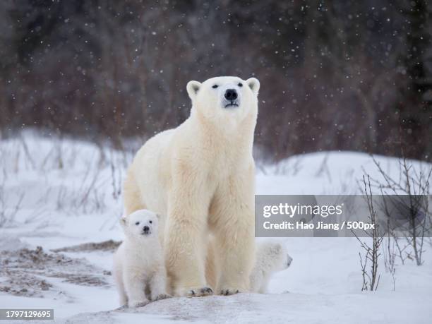 a polar bear playing with snow - polar bear (ursus maritimus) stock pictures, royalty-free photos & images