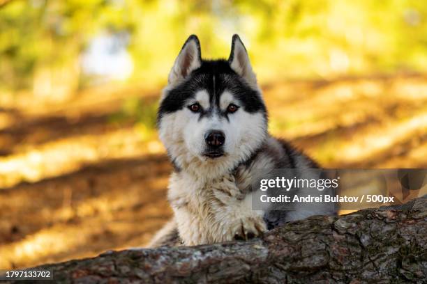 portrait of sled siberian husky sitting on tree trunk,belarus - siberian husky stock pictures, royalty-free photos & images