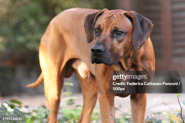 Crouching Rhodesian Ridgebacks 1,035 Rhodesian Ridgeback Stock Photos, High-Res Pictures, and Images ...