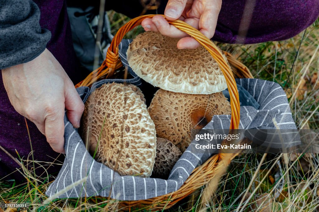 Macrolepiota procera