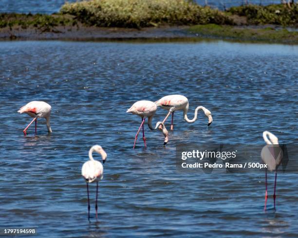 high angle view of flamingos in lake - caminhada stock pictures, royalty-free photos & images