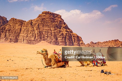 Camels sitting at desert against sky