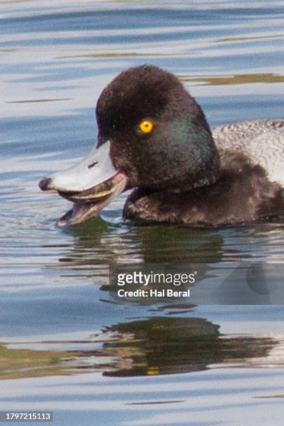 lesser scaup duck male eating a clam close-up - コスズガモ ストックフォトと画像