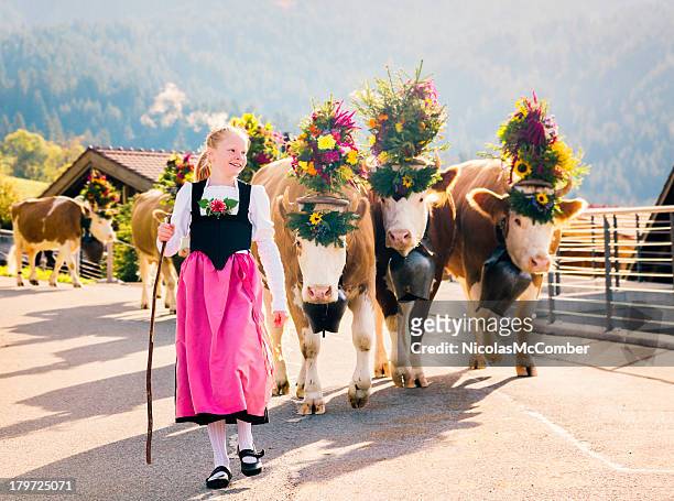 young swiss farmer girl leading cows to fair - berner alpen 個照片及圖片檔