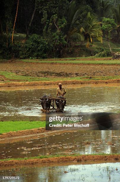 Einheimischer, Reise, Sri Lanka/Asien/Indischer Ozean, Wasserbüffel, Tier, Fluss, Wasser, Reisfelder, ;