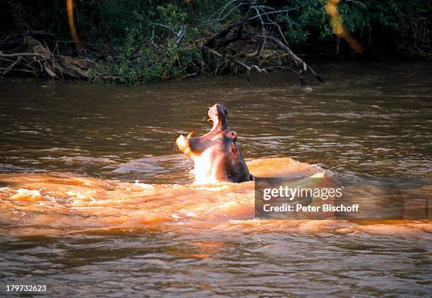 Kenia/Afrika, Naturpark Massai-Mara,;Reise, Tier, Nilpferd, Wasser,