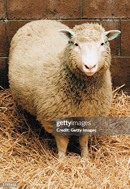 Dolly the Sheep, the world's first cloned mammal, circa 2000. Veterinarians gave Dolly a lethal injection February 14, 2003 at Scotland's Roslin...