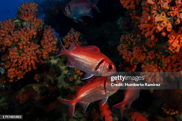 blackbar soldierfishes. - soldierfish stock pictures, royalty-free photos & images