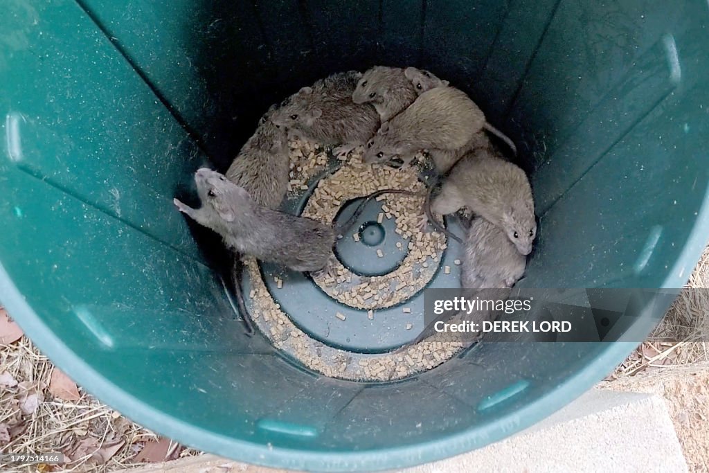 AUSTRALIA-PESTS-ENVIRONMENT-RATS