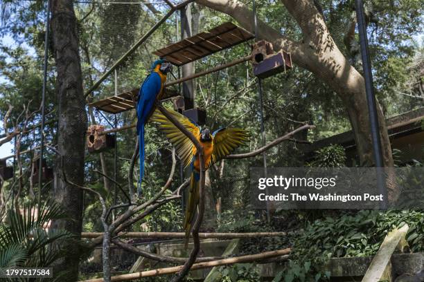 November 10 Rio de Janeiro, Brazil: A Canindé macaw in mid-flight inside the aviary at Bio Parque Rio de Janeiro.