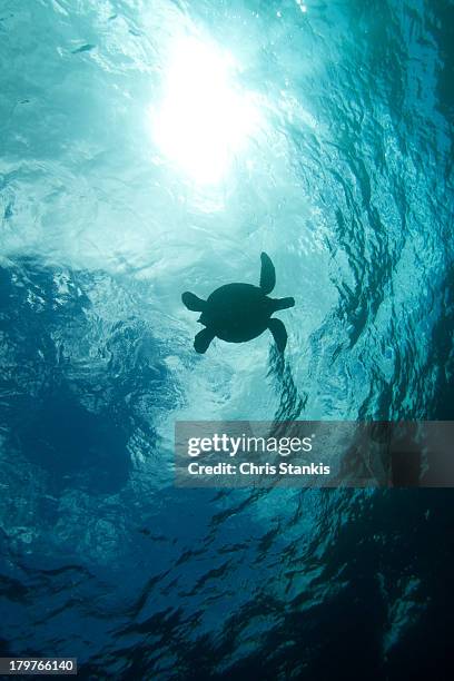 water project #71: turtle in the sky - maui sea turtles stock pictures, royalty-free photos & images