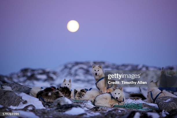 greenland husky dogs sit under full moon - ilulissat stock pictures, royalty-free photos & images