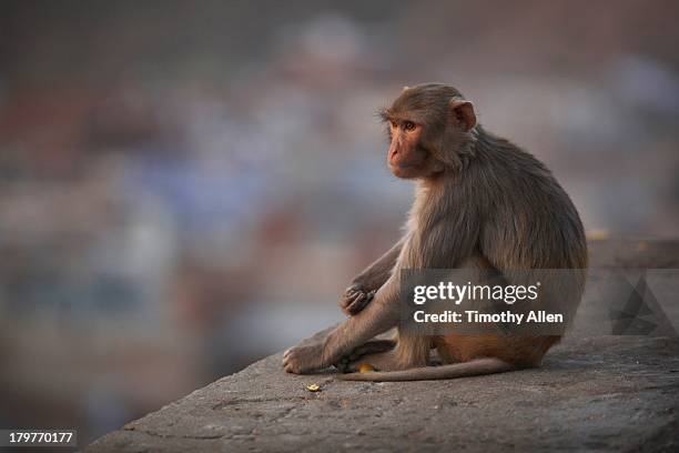 rhesus macaque monkey in jaipur - monkey stock pictures, royalty-free photos & images
