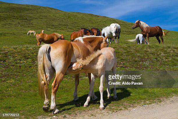 plose mountain, horses and foal suckling - 哺乳動物 個照片及圖片檔