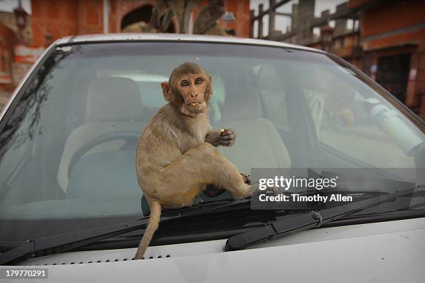 Monkey In Car Monkey In Car Photos and Premium High Res Pictures - Getty Images