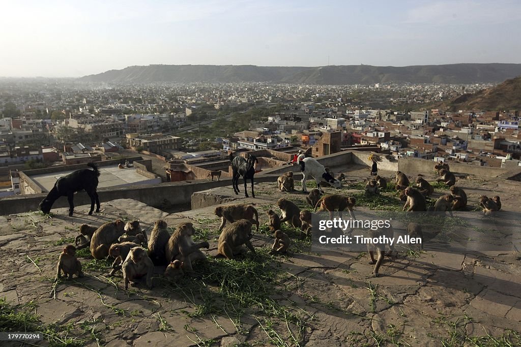 Rhesus Macaques eat on Monkey temple rooftop