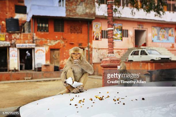 rhesus macaque eats on car bonnet in jaipur - macaque foto e immagini stock