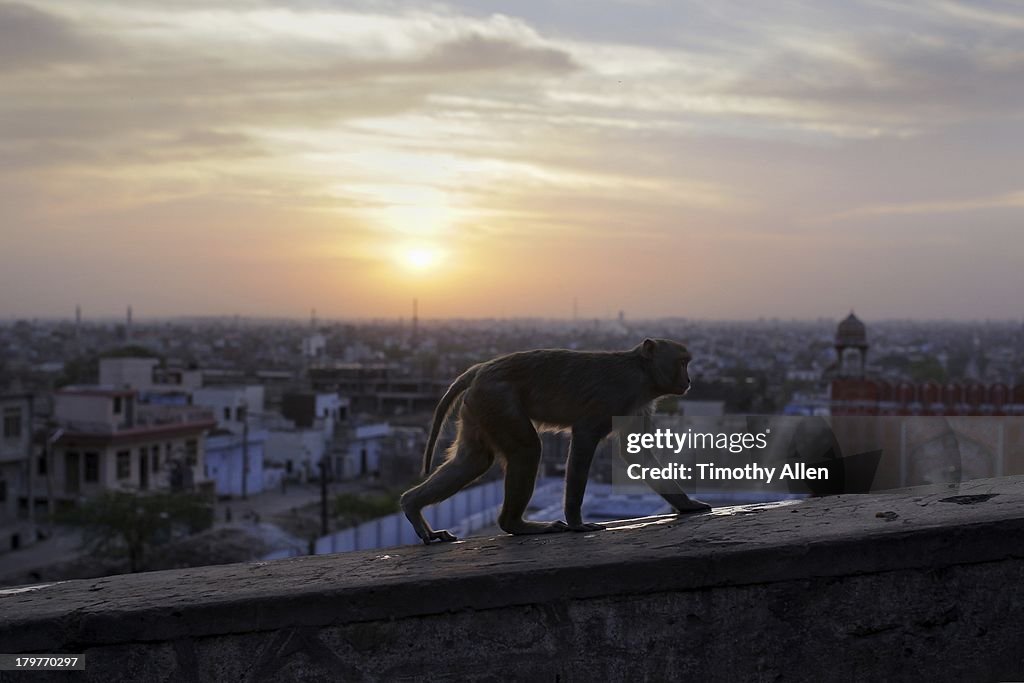 Silhouetted Rhesus Macaque walks over temple roof